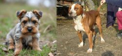 Gully Terrier vs Posavac Hound - Breed Comparison