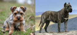 Gully Terrier vs Presa Canario - Breed Comparison