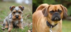 Gully Terrier vs Pugalier - Breed Comparison