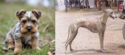Gully Terrier vs Rampur Greyhound - Breed Comparison