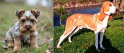 Gully Terrier vs Schweizer Laufhund - Breed Comparison
