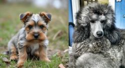 Gully Terrier vs Standard Poodle - Breed Comparison