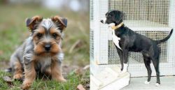 Gully Terrier vs Stephens Stock - Breed Comparison