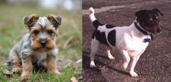 Gully Terrier vs Teddy Roosevelt Terrier - Breed Comparison