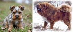 Gully Terrier vs Tibetan Kyi Apso - Breed Comparison