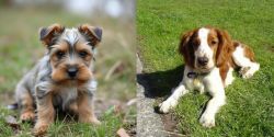 Gully Terrier vs Welsh Springer Spaniel - Breed Comparison