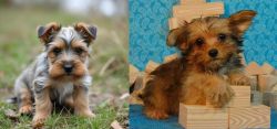 Gully Terrier vs Yorkillon - Breed Comparison
