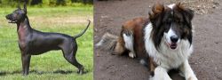 Hairless Khala vs Aidi - Breed Comparison