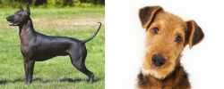 Hairless Khala vs Airedale Terrier - Breed Comparison