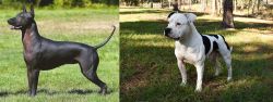 Hairless Khala vs American Bulldog - Breed Comparison