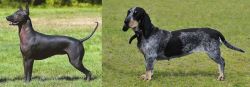 Hairless Khala vs Basset Bleu de Gascogne - Breed Comparison