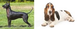 Hairless Khala vs Basset Hound - Breed Comparison