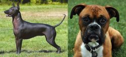 Hairless Khala vs Boxer - Breed Comparison