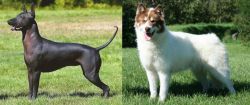 Hairless Khala vs Canadian Eskimo Dog - Breed Comparison