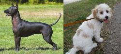 Hairless Khala vs Cavachon - Breed Comparison