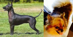Hairless Khala vs Chiapom - Breed Comparison