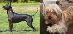 Hairless Khala vs Cyprus Poodle - Breed Comparison
