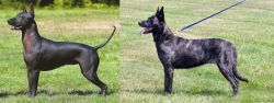 Hairless Khala vs Dutch Shepherd - Breed Comparison