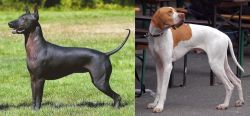 Hairless Khala vs English Pointer - Breed Comparison
