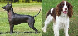 Hairless Khala vs English Springer Spaniel - Breed Comparison