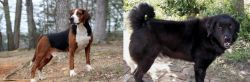 Hamiltonstovare vs Bakharwal Dog - Breed Comparison