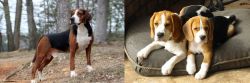 Hamiltonstovare vs Beagle - Breed Comparison