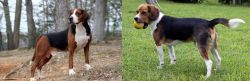 Hamiltonstovare vs Beaglier - Breed Comparison
