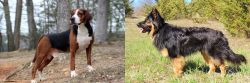 Hamiltonstovare vs Bohemian Shepherd - Breed Comparison