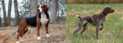 Hamiltonstovare vs Braque Francais - Breed Comparison
