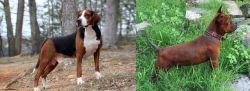Hamiltonstovare vs Chinese Chongqing Dog - Breed Comparison