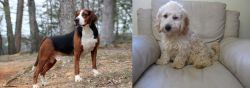 Hamiltonstovare vs Cockachon - Breed Comparison