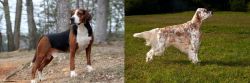 Hamiltonstovare vs English Setter - Breed Comparison