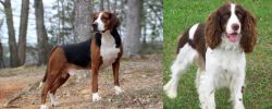 Hamiltonstovare vs English Springer Spaniel - Breed Comparison