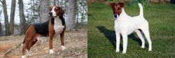 Hamiltonstovare vs Fox Terrier (Smooth) - Breed Comparison