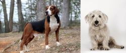 Hamiltonstovare vs Glen of Imaal Terrier - Breed Comparison