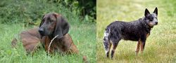 Hanover Hound vs Austrailian Blue Heeler - Breed Comparison