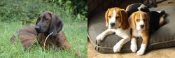 Hanover Hound vs Beagle - Breed Comparison