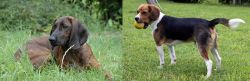 Hanover Hound vs Beaglier - Breed Comparison