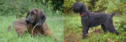 Hanover Hound vs Black Russian Terrier - Breed Comparison