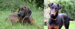 Hanover Hound vs Doberman Pinscher - Breed Comparison