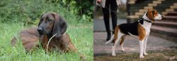 Hanover Hound vs Estonian Hound - Breed Comparison