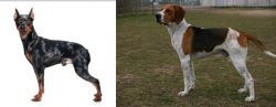 Harlequin Pinscher vs Anglo-Francais de Petite Venerie - Breed Comparison