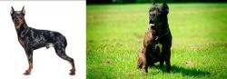 Harlequin Pinscher vs Bandog - Breed Comparison