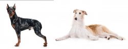 Harlequin Pinscher vs Borzoi - Breed Comparison