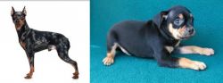 Harlequin Pinscher vs Carlin Pinscher - Breed Comparison