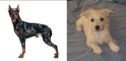 Harlequin Pinscher vs Chipoo - Breed Comparison