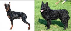 Harlequin Pinscher vs Croatian Sheepdog - Breed Comparison