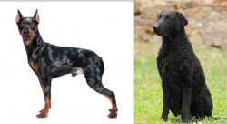 Harlequin Pinscher vs Curly Coated Retriever - Breed Comparison