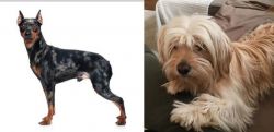 Harlequin Pinscher vs Cyprus Poodle - Breed Comparison