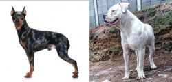 Harlequin Pinscher vs Dogo Guatemalteco - Breed Comparison